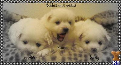 American Eskimo Dog Puppies for Sale